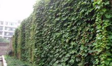 校园里的爬山虎