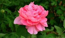 我爱洛阳牡丹花