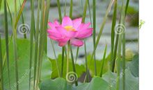 行走在荷花盛开的路上