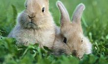 我喜爱的小白兔