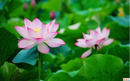 我是莲花