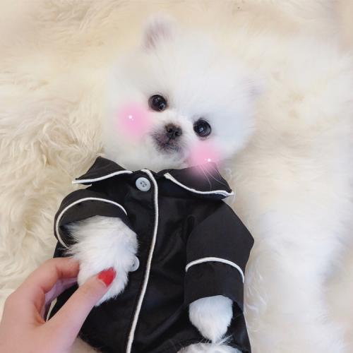 我的爱犬