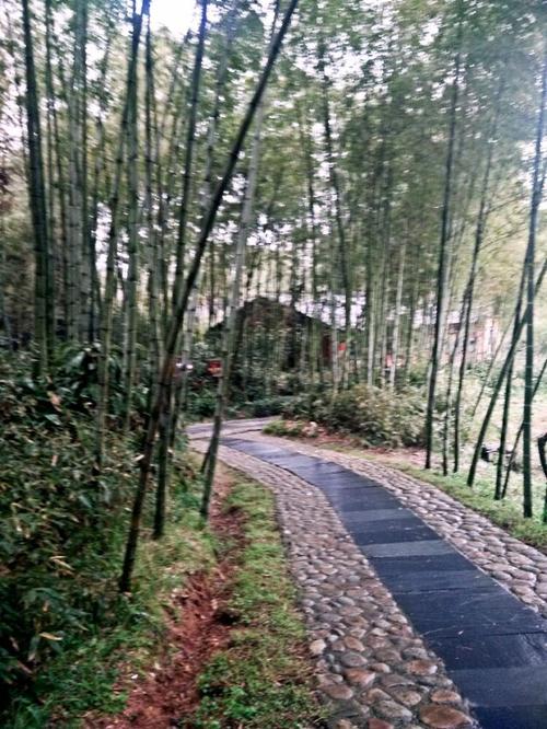 雨后的校园之路