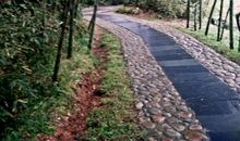 雨后校园的小路