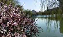 人民公园里的春