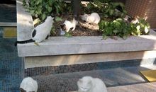 小区里的流浪猫