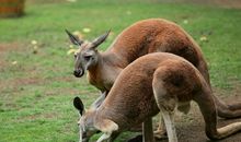 广州长隆野生动物世界