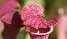 奇妙的植物世界