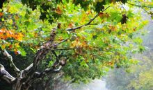 秋雨过后的温暖