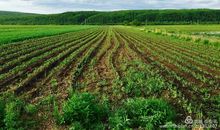 田间小路让我沉醉