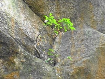 岩石之间的生活