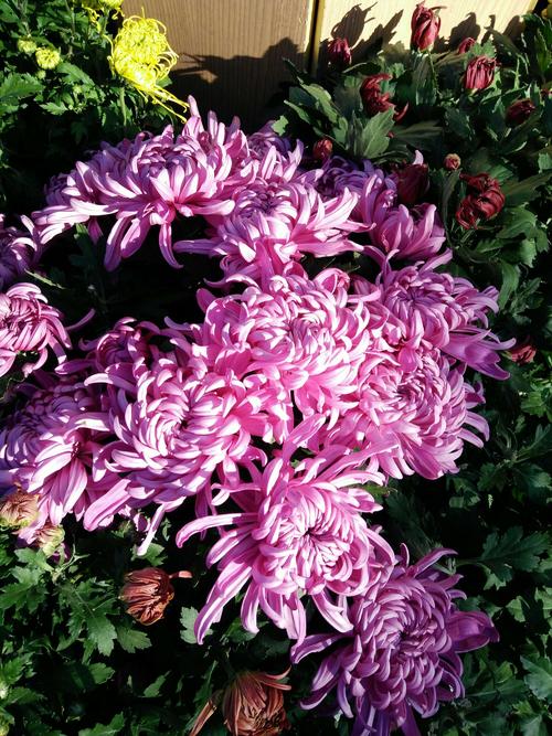 菊花