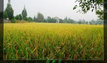 再见，那一片绿油油的田野