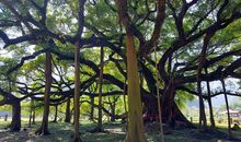 假如我是一棵榕树