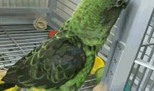 我爱鹦鹉作文300字