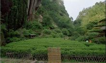 我爱家乡的武夷岩茶