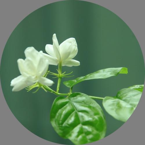 那朵美丽的花