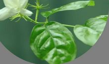 那一朵美丽的花