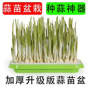 种植大蒜苗