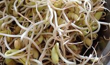 观察豆芽长成记