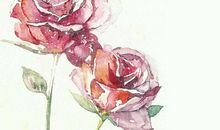 我心中的那一朵玫瑰