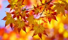 绚烂的秋季树叶