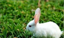 我的动物朋友小白兔