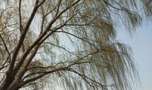 在故乡那棵老柳树下