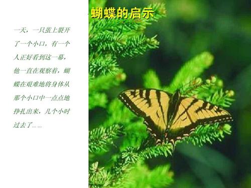 蝴蝶的启示
