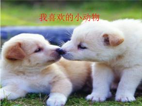 我喜欢的小动物