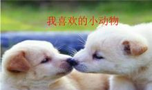 我喜欢的一种小动物