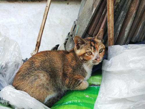 奶奶的猫