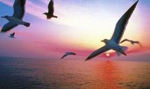 海鸥乔纳森读后感