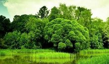 那一片绿叶触动了我的心灵