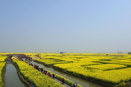迷人的油菜花