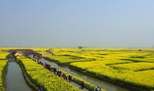 迷人的油菜花