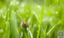 品味春天的诗意