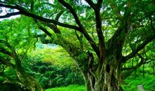 校园的那一棵榕树