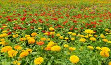 美丽动人的荻浦花海