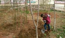 我和小树一起长大