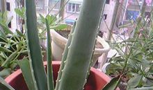 阳台上的芦荟