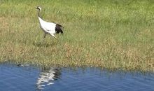 风景优美的扎龙