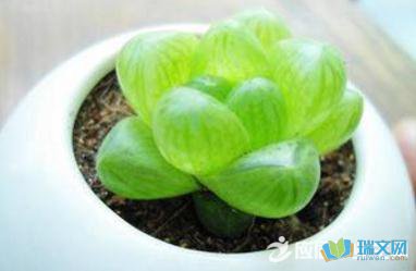 观察多肉植物日记