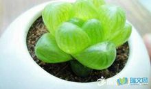 观察多肉植物的日记