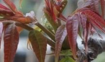 姥姥家的椿芽树