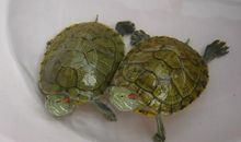 我心爱的小乌龟