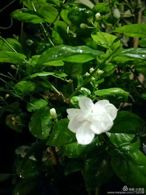 我爱茉莉花