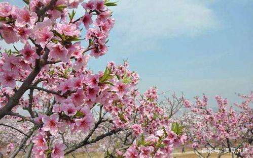 听桃花