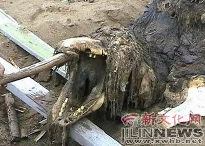 神秘的生物入侵