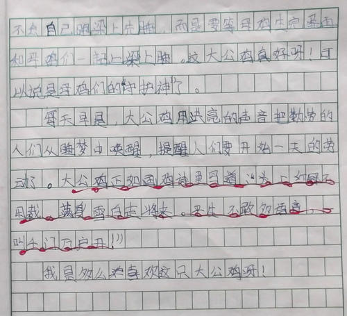 斗鸡作文500字